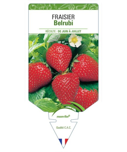FRAISIER BELRUBI