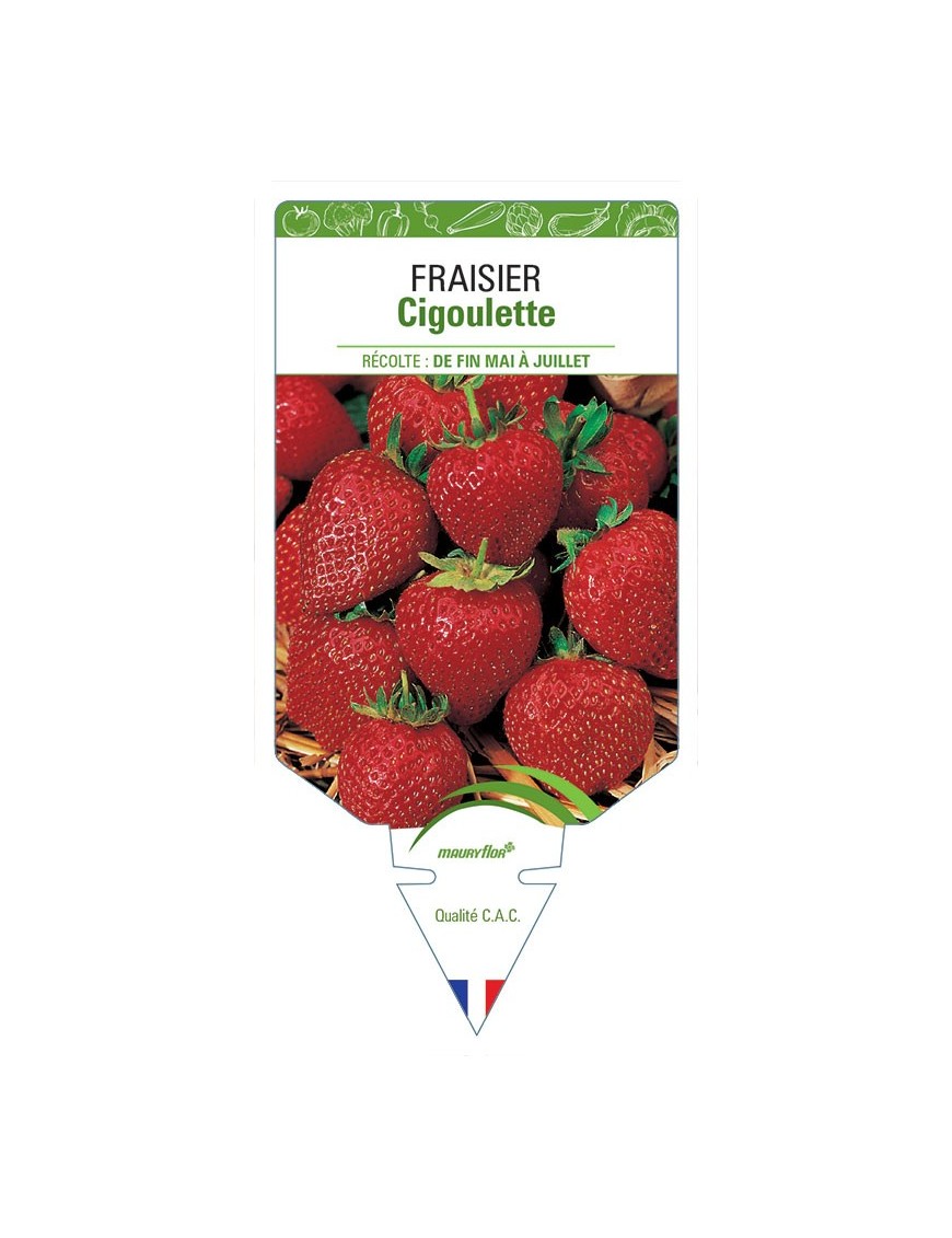 FRAISIER CIGOULETTE