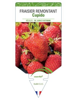 FRAISIER CUPIDO
