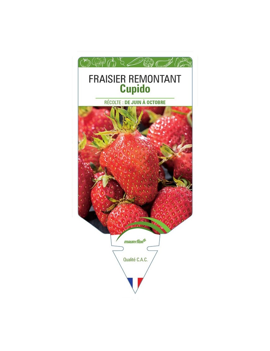 FRAISIER CUPIDO