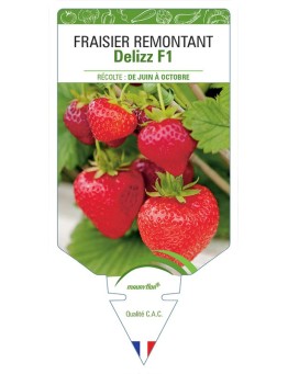 FRAISIER DELIZZ F1