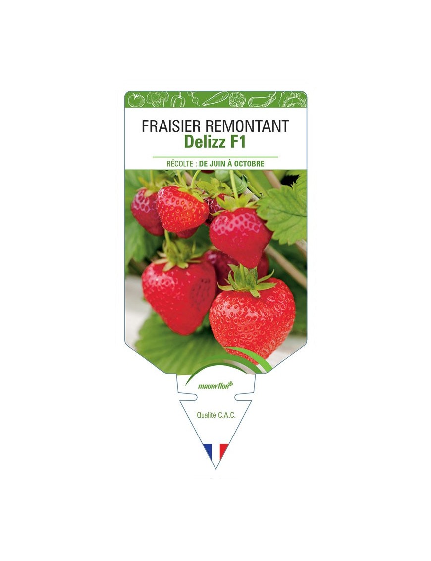FRAISIER DELIZZ F1