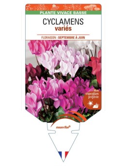 CYCLAMEN (variés) *
