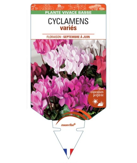 CYCLAMEN (variés) *