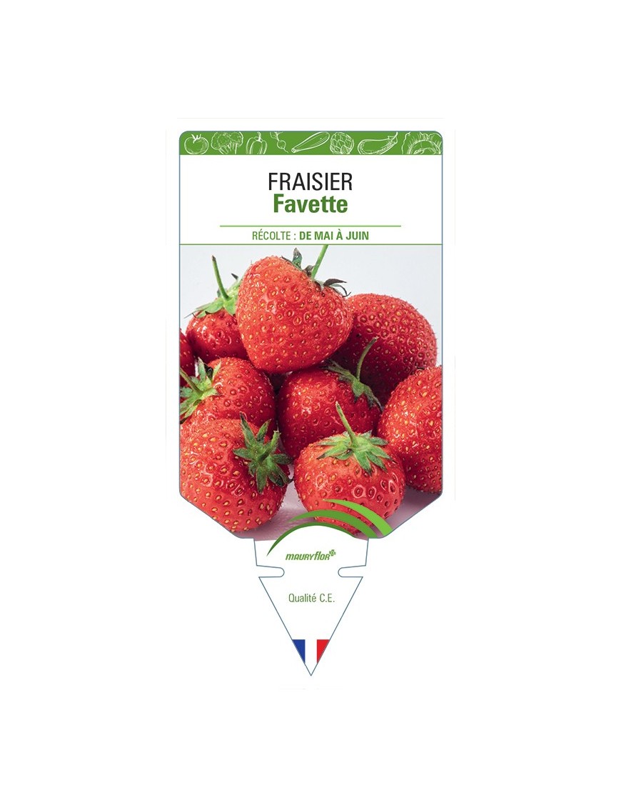 FRAISIER FAVETTE