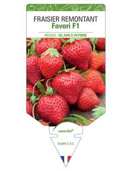 FRAISIER FAVORI F1