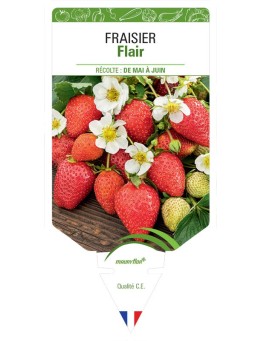 FRAISIER FLAIR