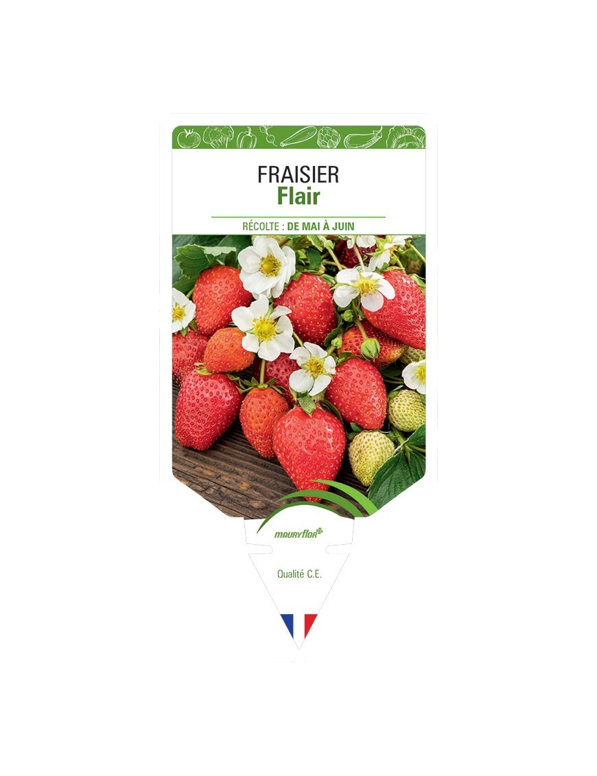 FRAISIER FLAIR