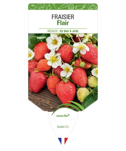 FRAISIER FLAIR
