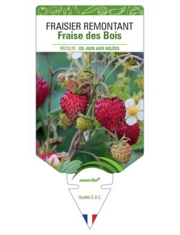 FRAISIER FRAISE DES BOIS