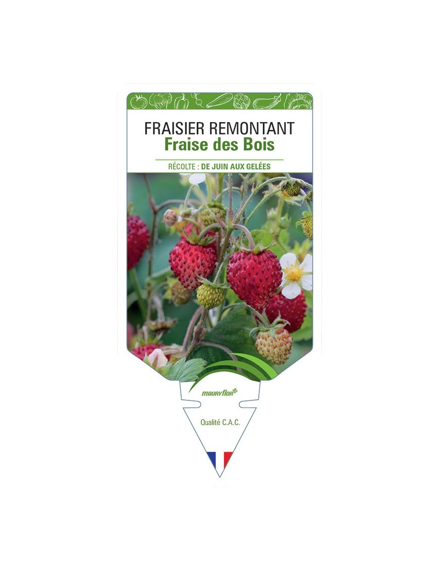 FRAISIER FRAISE DES BOIS