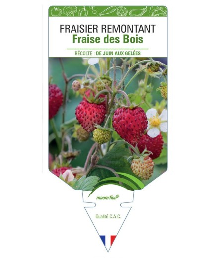 FRAISIER FRAISE DES BOIS