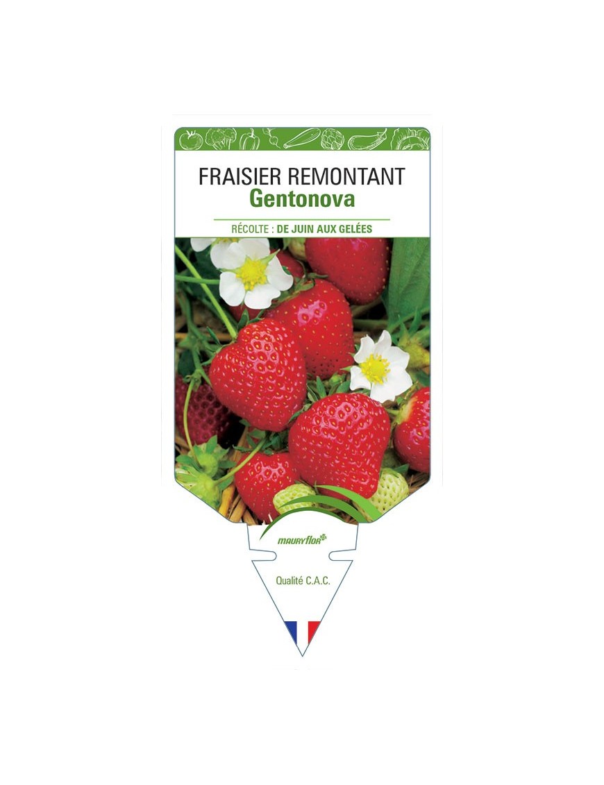 FRAISIER GENTONOVA