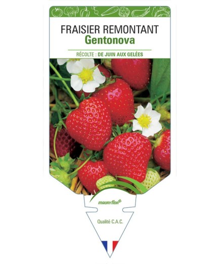 FRAISIER GENTONOVA