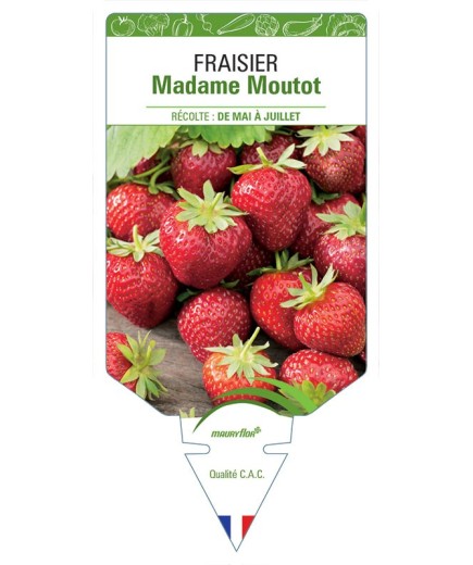 FRAISIER MADAME MOUTOT