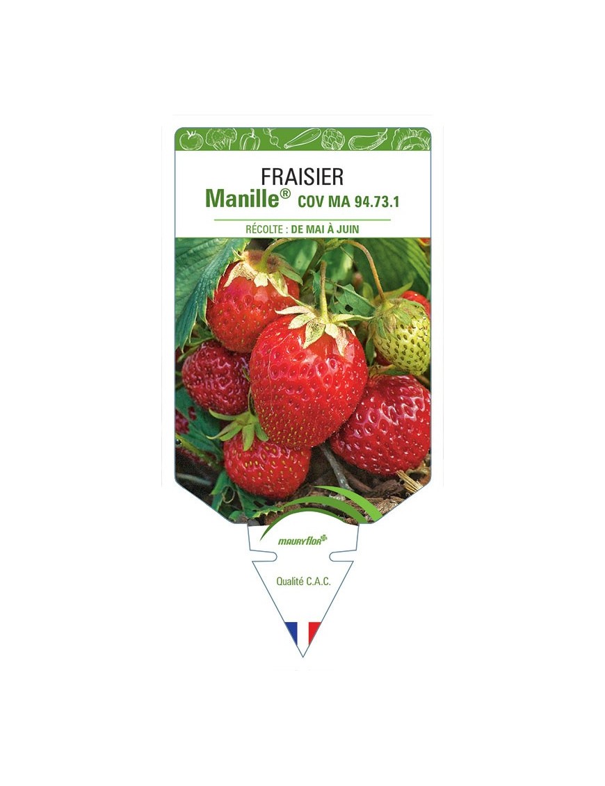 FRAISIER MANILLE® COV MA 94.73.1