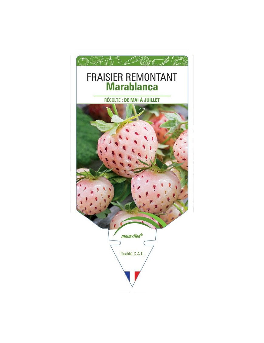 FRAISIER MARABLANCA