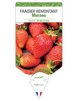 FRAISIER MURANO