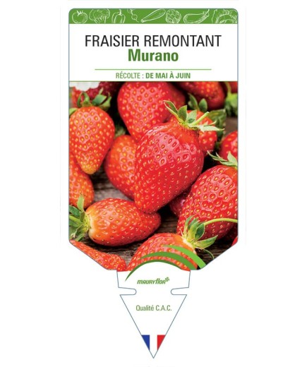 FRAISIER MURANO