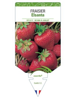 FRAISIER NON REMONTANT ELSANTA