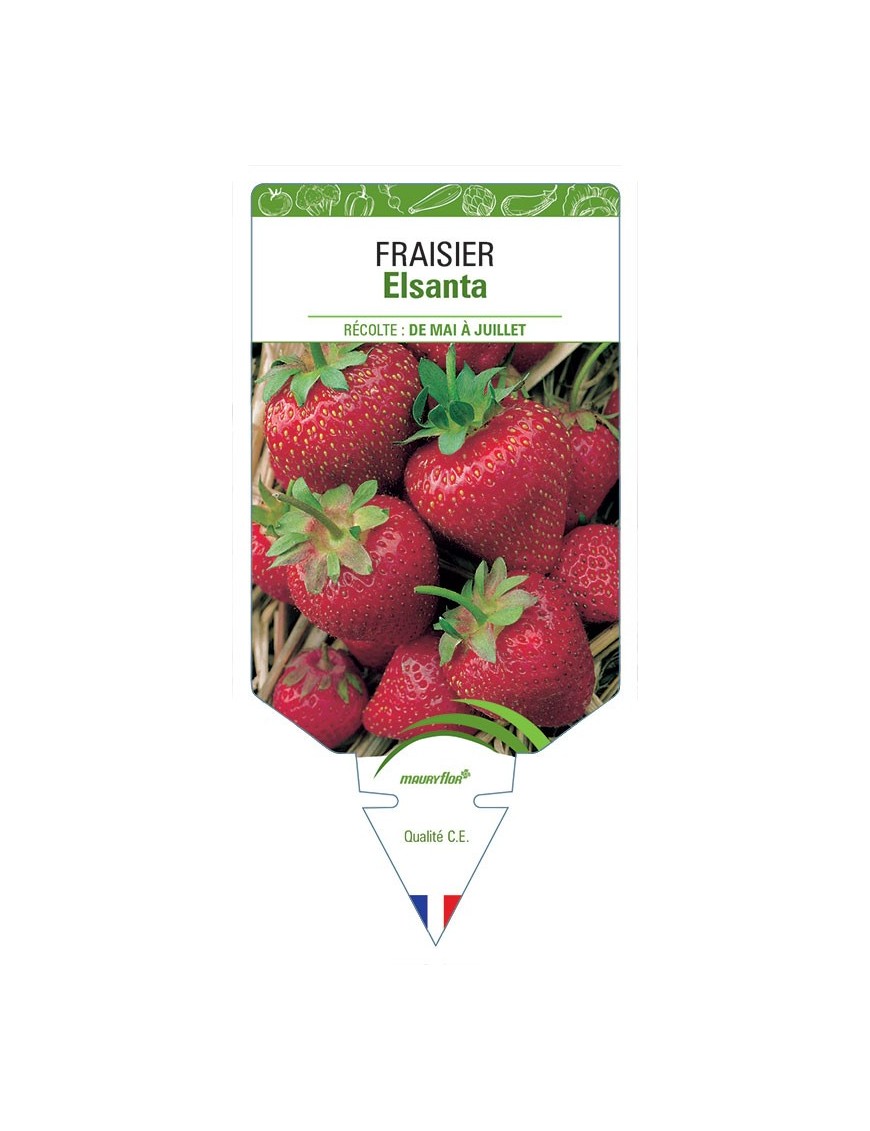 FRAISIER NON REMONTANT ELSANTA