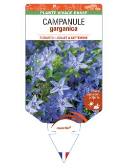 CAMPANULE GARGANICA (bleu) *