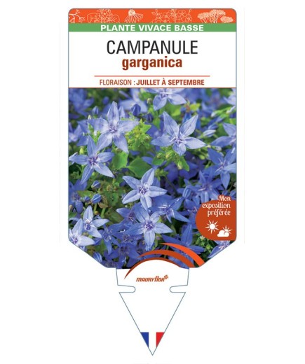 CAMPANULE GARGANICA (bleu) *