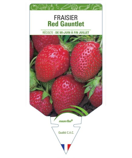 FRAISIER RED GAUNTLET