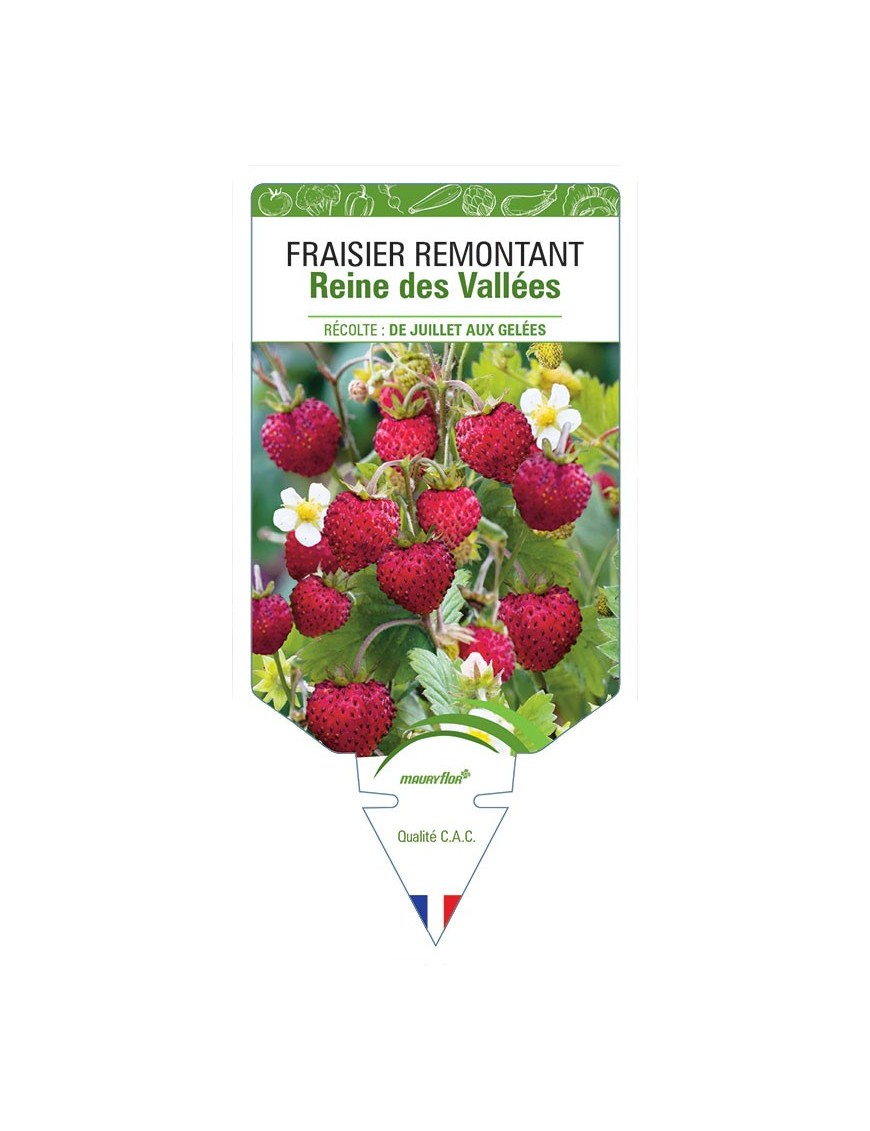 FRAISIER REMONTANT REINE DES VALLÉES