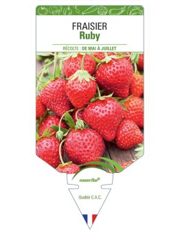 FRAISIER RUBY