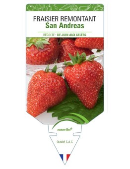 FRAISIER REMONTANT SAN ANDREAS