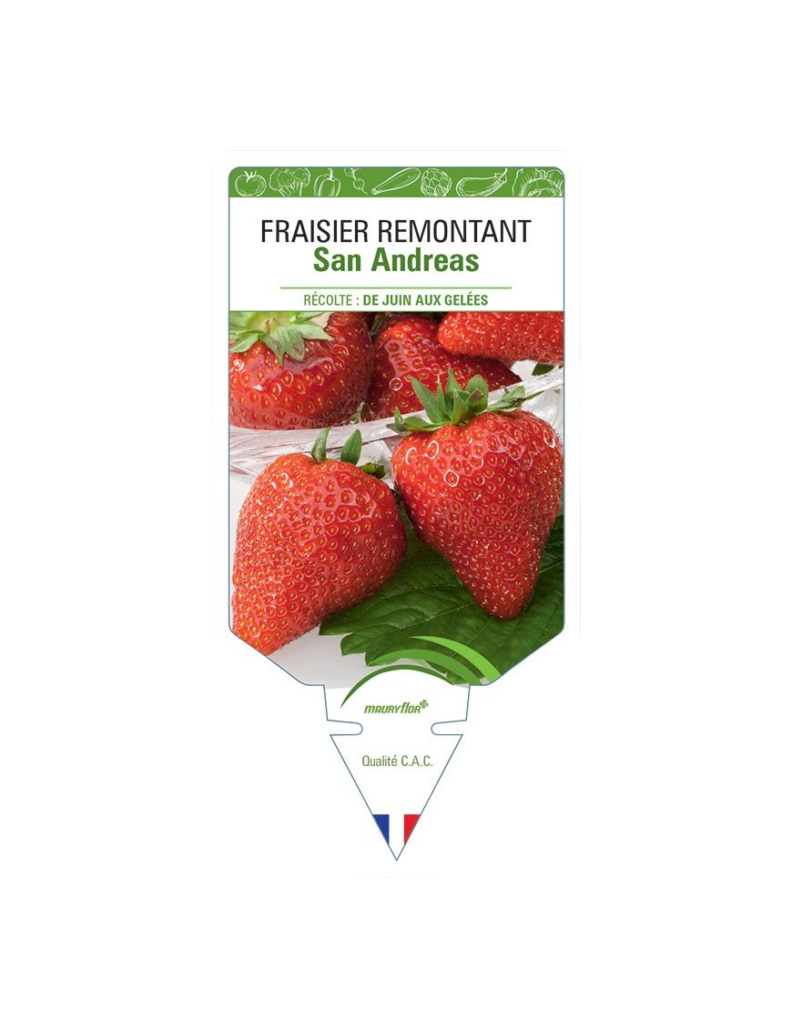 FRAISIER REMONTANT SAN ANDREAS