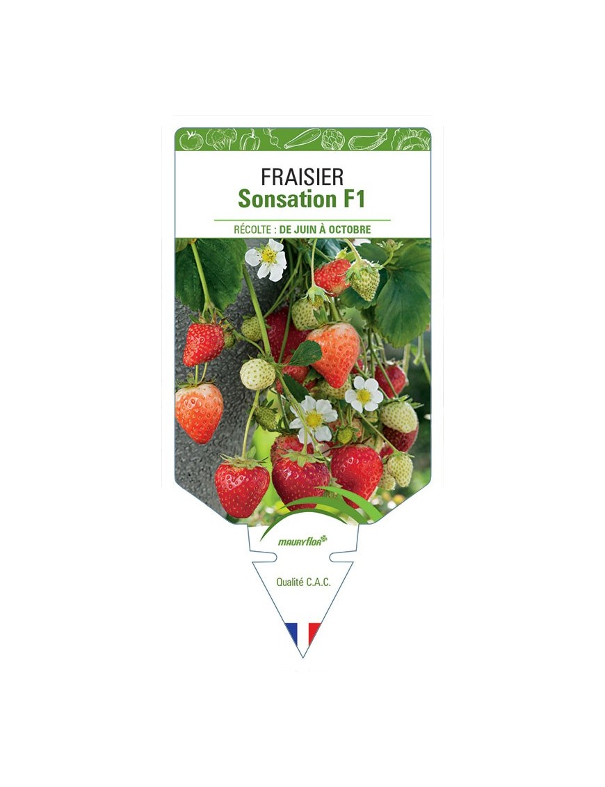 FRAISIER SONSATION F1