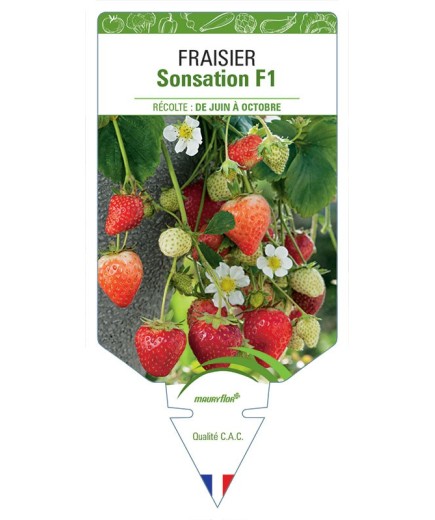 FRAISIER SONSATION F1
