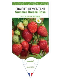 FRAISIER SUMMER BREEZE ROSE
