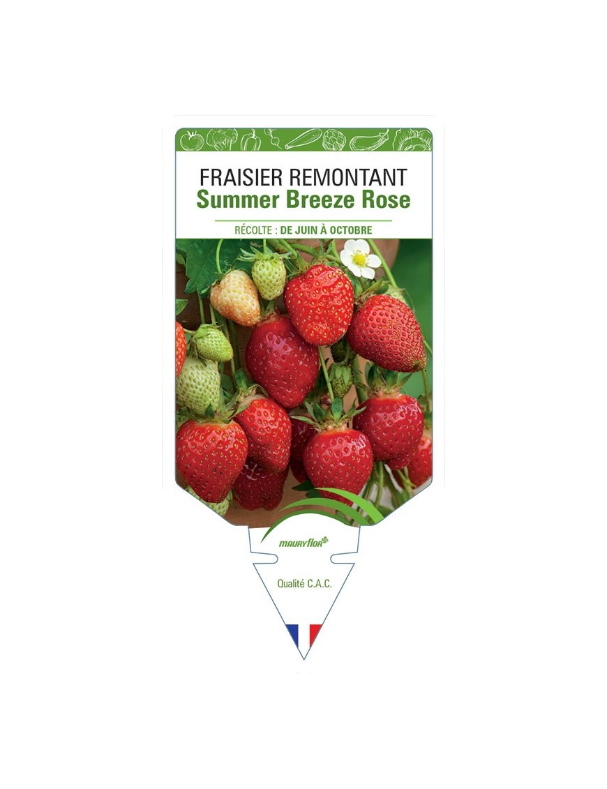 FRAISIER SUMMER BREEZE ROSE