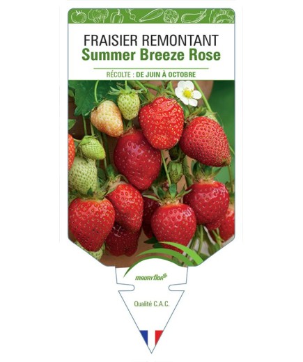 FRAISIER SUMMER BREEZE ROSE