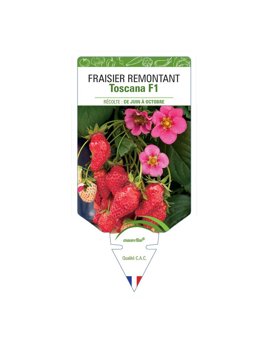 FRAISIER TOSACANA F1