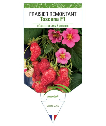 FRAISIER TOSACANA F1