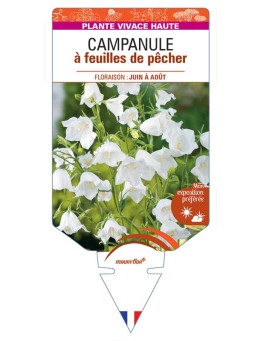 CAMPANULE A FEUILLES DE PECHER (blanc) *