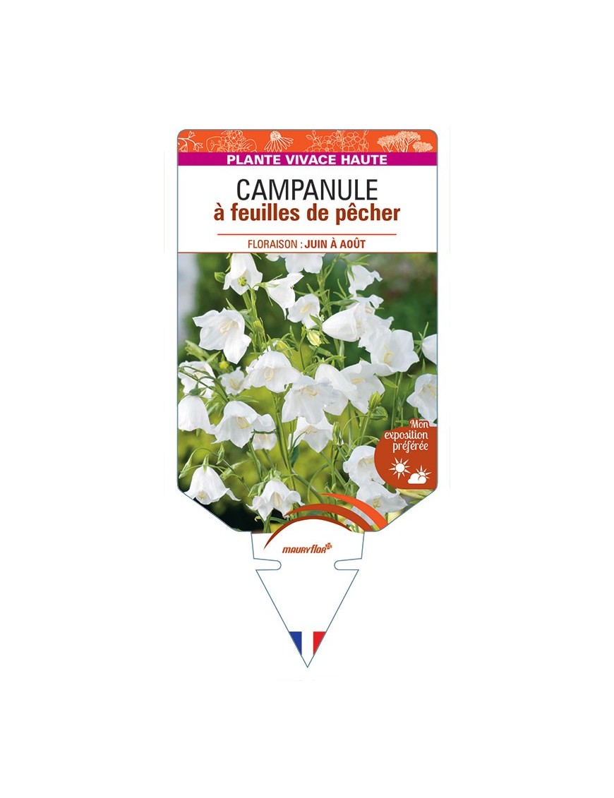CAMPANULE A FEUILLES DE PECHER (blanc) *