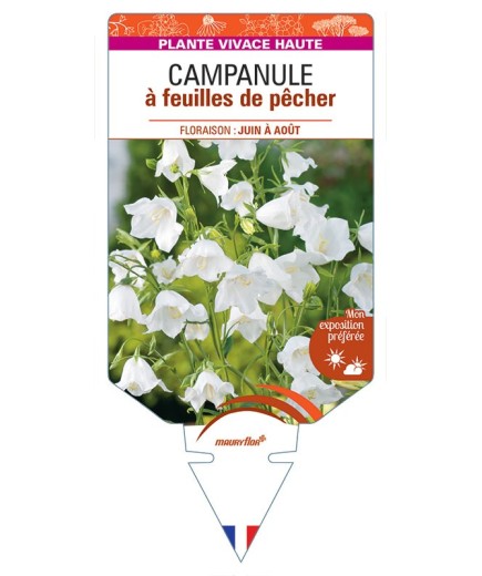 CAMPANULE A FEUILLES DE PECHER (blanc) *