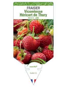 FRAISIER VICOMTTESSE HÉRICART DE THURY