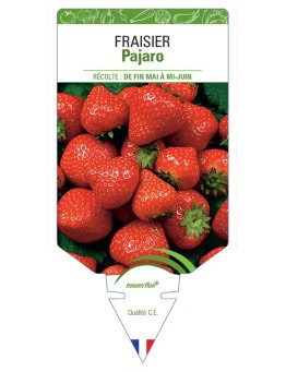 FRAISIER PAJARO
