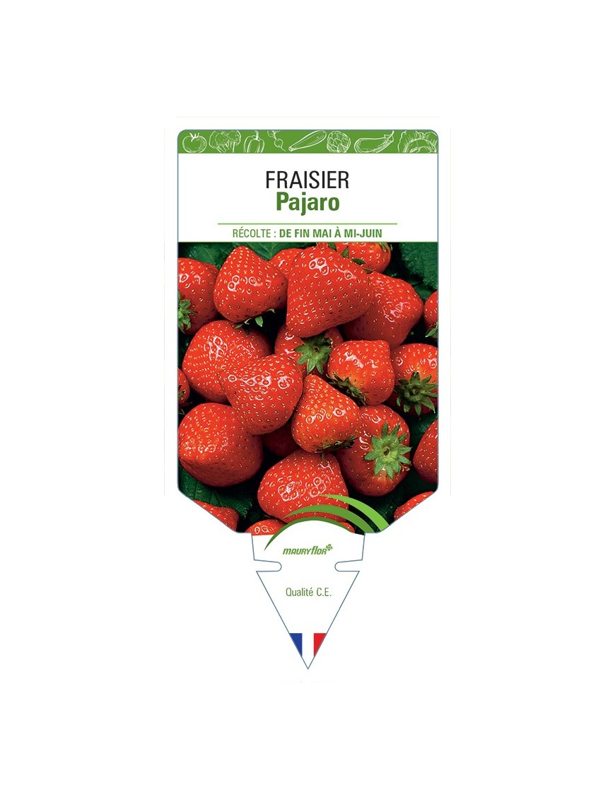 FRAISIER PAJARO