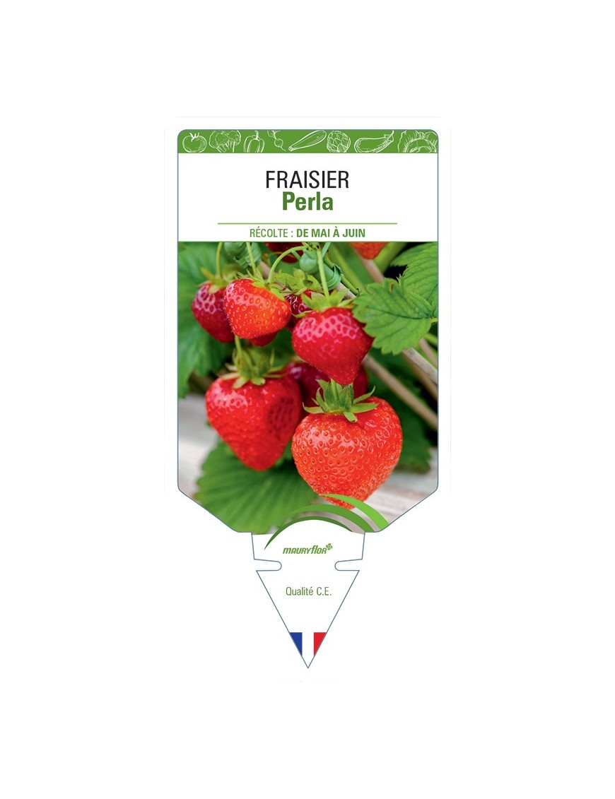 FRAISIER PERLO
