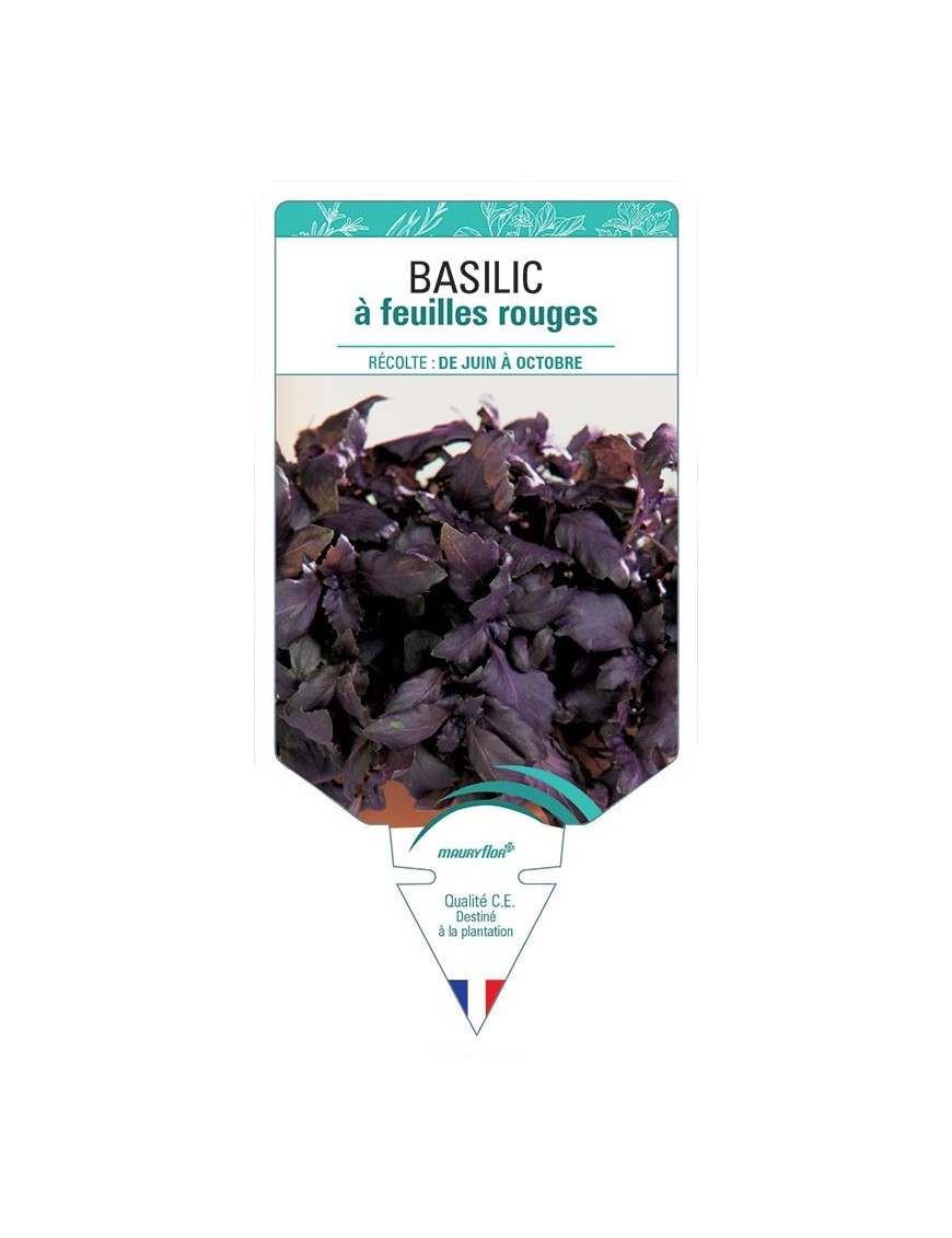 BASILIC À FEUILLES ROUGES