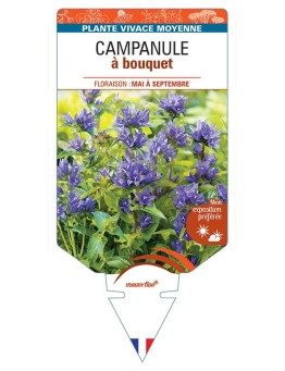 CAMPANULE à bouquet (violet) *