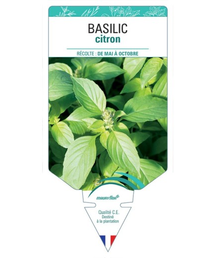 BASILIC CITRON