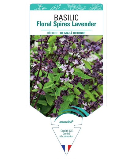 BASILIC FLORAL SPIRES LAVENDER
